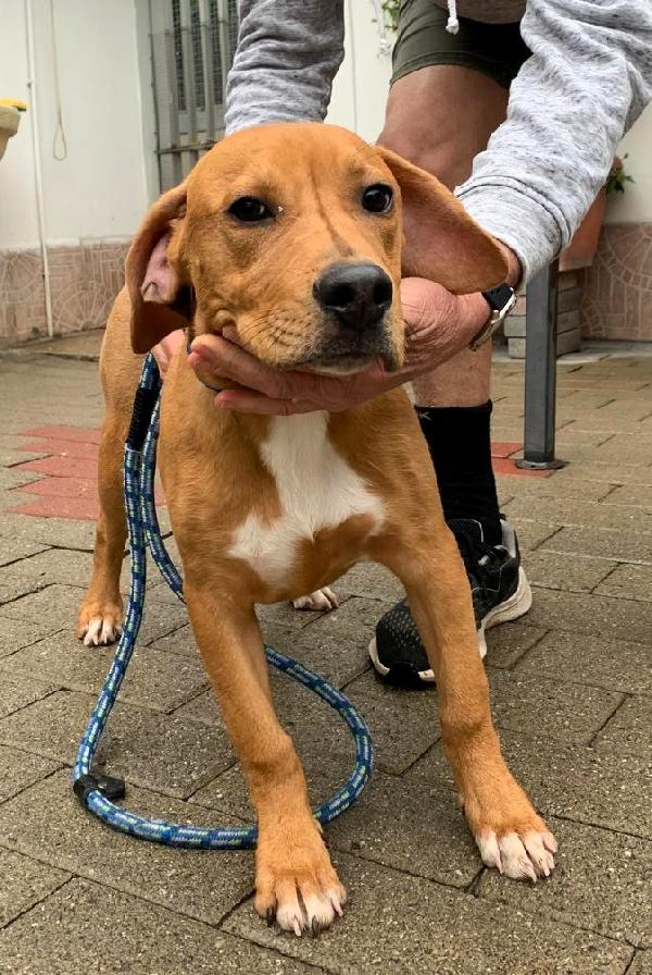 Coco Bellissimo Cucciolo